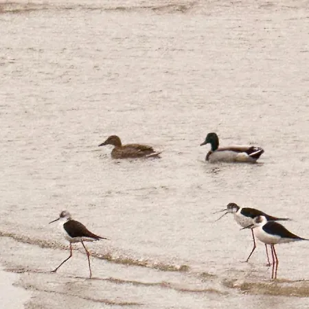 La Bella Lola Estartit L'Estartit
